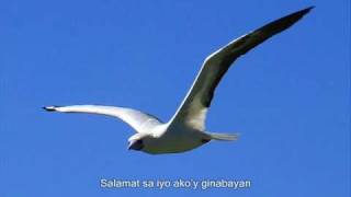 Ibong Dagat RedFooted Booby Tatos Ta Mga Kagayanen [upl. by Lamberto]