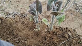 Paulownia in Romania  Anul I dupa taierea tehnica 02052019 [upl. by Judd]