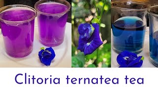 sangu poo teablue teaClitoria ternatea flower tea Blue and purple refreshing சங்கு பூ தேநீர் [upl. by Ordnael]