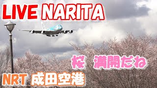 🔴LIVE at NARITA International Airport Plane Spotting 20240408 成田空港ライブカメラ 成田空港 NRTRJAA [upl. by Ecaidnac]