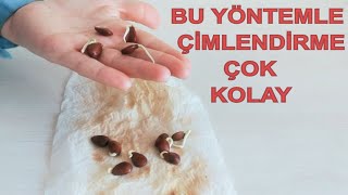 TOHUM ÇİMLENDİRMEKEÇİ BOYNUZU YETİŞTİRME KEÇİ BOYNUZU ÇEKİRDEĞİ ÇİMLENDİRME HARNUP AĞACI [upl. by Ijies]