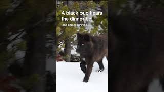 Beautiful black wolf loping through snow to reach its family [upl. by Eserahs203]