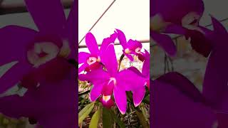 Cattleya Violácea var Rubra quotÍbis Escalarte quot [upl. by Bopp882]