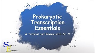 Prokaryotic Transcription Essentials  Dr V [upl. by Lusar985]