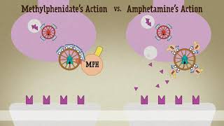 Amphetamine Vs Methylphenidate [upl. by Yboc343]