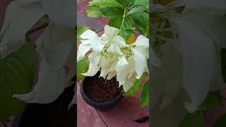 Mussaenda Plant and how can I get peak floweringplantsMussaenda [upl. by Nmutua]