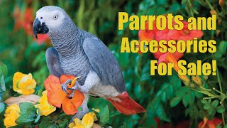 Arizona Bird Store  Parrots  Exotic Birds  Cages For Sale in Mesa AZ [upl. by Drus397]