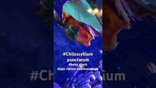 Chiloscyllium punctatum egg [upl. by Attennyl]