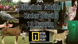 HADDİNDEN FAZLA Büyük 10 Hayvan [upl. by Lustick]