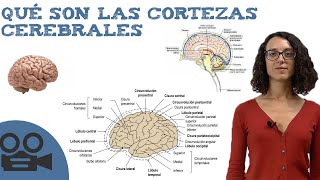 Cortezas cerebrales  Funciones IDEAL para estudiar [upl. by Doralia]