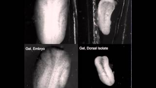 Convergent extension in Xenopus embryos [upl. by Annaesor246]