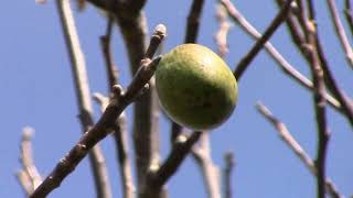 Pignut Hickory maybe and Foxtail bad maybe [upl. by Rochus62]