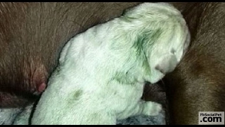 Labrador da alla luce un cucciolo di colore verde  FbSocialPetcom [upl. by Adnavoj]