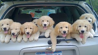 Golden Retriever Puppies That Will Make You Laugh Countless Times [upl. by Xuerd]