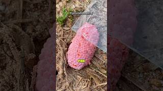 If you see these Pink Eggs destroy them shorts egg snail [upl. by Ezarras846]