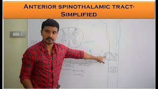 Anterior spinothalamic Tract  crude touch and pressure pathway  Anatomy and Physiology Simplified [upl. by Riggins104]