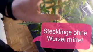 Stecklinge ohne Wurzel mittel [upl. by Chadabe]