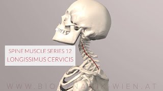 Spine Series 12 Neck Muscles Longissimus Cervicis 3D Animation [upl. by Julieta]