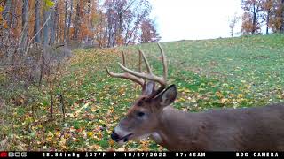 The Best Trail Camera videos 1112022 edition trailcamology trailcam wildlife [upl. by Tolmach]