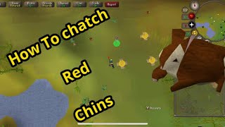 2023 How To Hunt  Red Chinchompas In  2 Minutes Or Less OSRS [upl. by Corydon854]