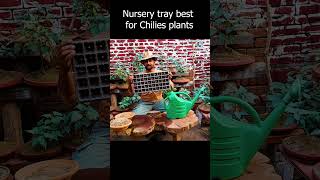 Nursery trays best for chilies gardening herbgarden herb garden indoorherbgarden homegardening [upl. by Ximena285]