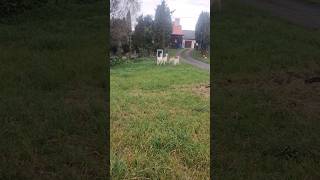 Kozy wiedzą którędy do domu 😁 farming farm rolnictwo rolnik animals funny shorts short koza [upl. by Nialb]