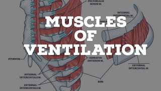 muscles of ventilation [upl. by Nohs]