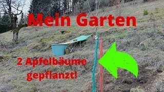 Mein Garten Teil 6 die ersten beiden Apfelbäume auf der Streuobstwiese gepflanzt und befestigt [upl. by Ajoop67]