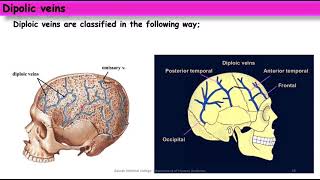 Anatomy  HEAD AND NECK  Theoretical lec 6 emissary and diploic veins  DRHASSNA [upl. by Radmen]