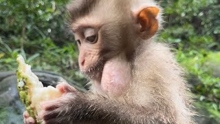 Somnang monkey eat peanut soo good [upl. by Aix]