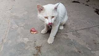 I Was Stunned after Seeing That White Persian Cat Ate the Chicken Neck in 2 Minutes 😳😨 [upl. by Auhs]