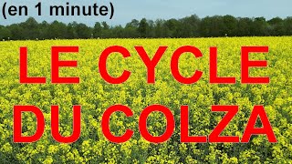 LE CYCLE DU COLZA EN 1 MINUTE [upl. by Baerl]