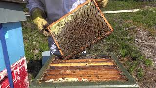 Measuring the heather harvest [upl. by Camille]