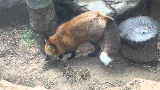 Red Fox at the zoo [upl. by Eelibuj685]