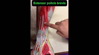 Extensor compartment of forearm muscles 💪 viralvideo anatomy clinicians medicalstudent youtube [upl. by Anibor307]