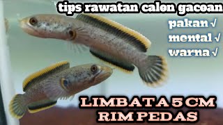 Tips mudah perawatan limbata cb 5 cm rim tebal  CALON GACOAN [upl. by Hplodnar]