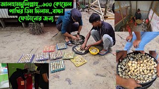 আলহামদুলিল্লাহ৬০০ কোয়েল পাখির ডিম দিলামবাচ্চা ফোটানোর জন্য [upl. by Ayanaj632]