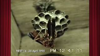 Polistes carolina Nest14 on 25 April 1995 Part 1 of 4 [upl. by Lerred]