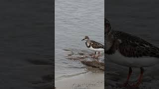 Ruddy Turnstone  A Small Wading Bird by the Sea [upl. by Franciska324]