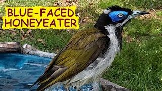 Beautiful Bluefaced honeyeater having a bath – Entomyzon cyanotis – Australian birds [upl. by Atsirhc]