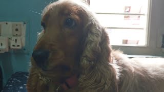 Excited spaniel Shelby meeting mom after a long time happyvacationdogmomcockerspaniellovelove [upl. by Eelnyl457]