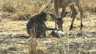 LImpala le Babouin et le fruit du Baobab [upl. by Relda]