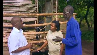 Shamba Shape Up English  PushPull Goat Care Making Silage [upl. by Ilocin119]