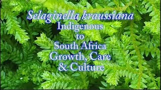 How to Care for Selaginella kraussiana Growth Care amp Culture [upl. by Douty]