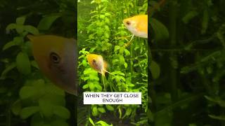 Why Honey Gourami Are Great Fish For 10 Gallon Tanks aquarium fishtank [upl. by Zane]