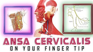 MNEMONICS ANSA CERVICALIS MNEMONICS HEAD AND NECK  ANATOMY TIPS amp TRICKS [upl. by Kesia]