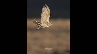 Burrowing Owl tries to catch Green June Beetle mid air burrowingowl birdsofprey [upl. by Ecargyram630]