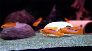 Agassiz’ Zwergbuntbarsch fire fish  Apistogramma agassizii fire fish [upl. by Ynoyrb]