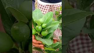 China 3 seedless pati lebushortvideo vairalvideoyoutubeshort [upl. by Broome]