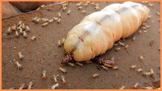 The Termite Queen🐜👑  Underground Empress [upl. by Alys]